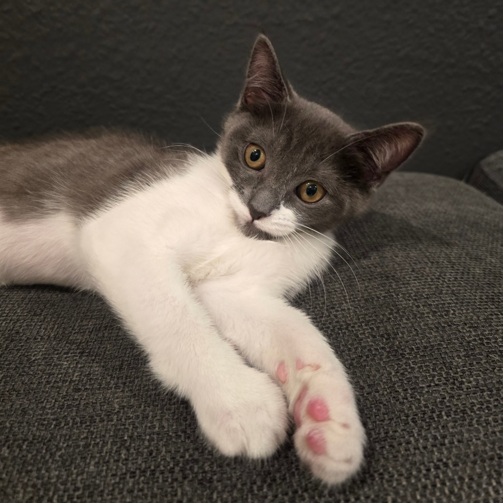 381bb83e85df40819a6930a7e86b8f4b